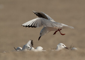 Slender-billed gulls at Busaiteen coast of Bahrain