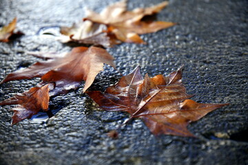 Dry leaves wet from the rain, on a dark background