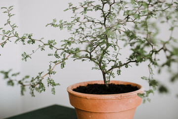 Sophora prostrata, Little Baby