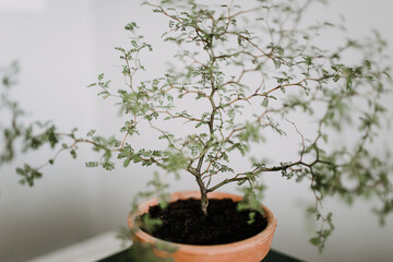Sophora prostrata, Little Baby