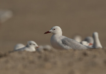 Slender-billed gulls at Busaiteen coast of Bahrain