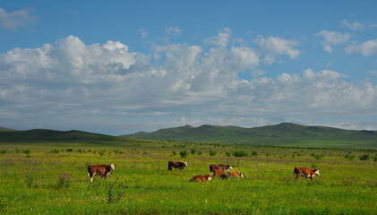 Fototapeta na wymiar Russia. Republic of Khakassia. A herd of purebred cows graze in the endless steppe.