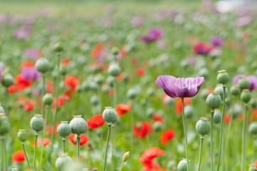 field of poppies