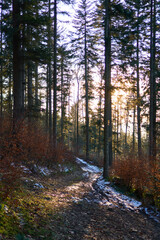 Sunset in the wood between the trees strains in winter period.