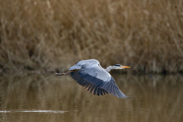 Graureiher im Flug