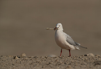 Slender-billed gull holding bread at Busaiteen coast of Bahrain