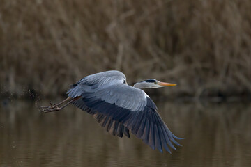 Graureiher im Flug