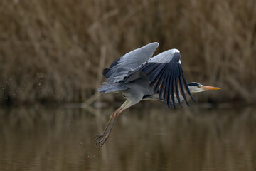 Graureiher im Flug