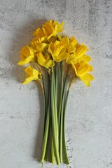 Daffodils. Overhead view, copy space