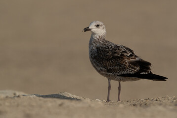 Portrait of a juvenile Lesser Black-backed Gull at Busaiteen coast, Bahrain