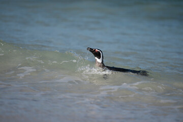 The Magellanic penguin (Spheniscus magellanicus)
