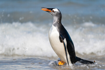 Fototapeta na wymiar The gentoo penguin (Pygoscelis papua)