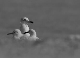 A Lesser Black-backed Gull and slender-billed gulls at Busaiteen coast, Bahrain