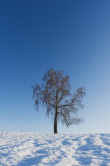 A birch in the snow.