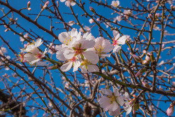Almonds tree flowering branch  in a field with blooming flowers and blue sky a typical spring day
