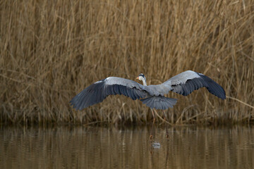 Graureiher beim Landeanflug