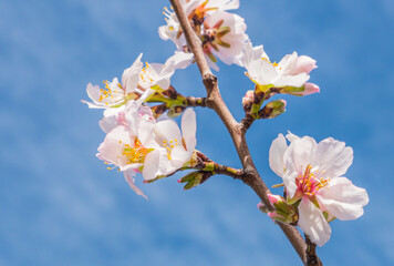 Almonds tree flowering branch  in a field with blooming flowers and blue sky a typical spring day