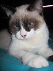 mignon
