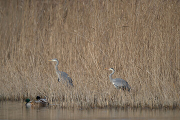 Graureiher im Schilf