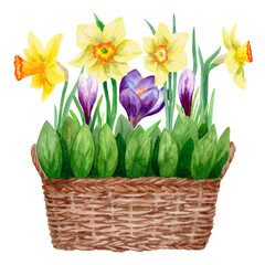 Spring flowers daffodils and crocuses flowers in a wicker basket. Watercolour. The images are hand-drawn and isolated on a white background.