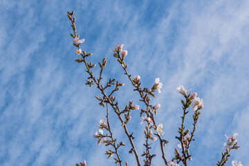 Almonds tree flowering branch  in a field with blooming flowers and blue sky a typical spring day