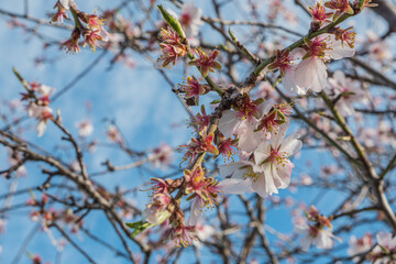 Almonds tree flowering branch  in a field with blooming flowers and blue sky a typical spring day