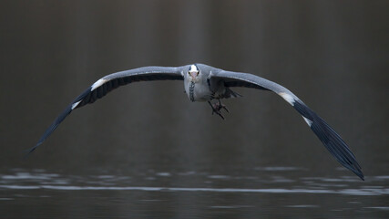 Graureiher im Flug
