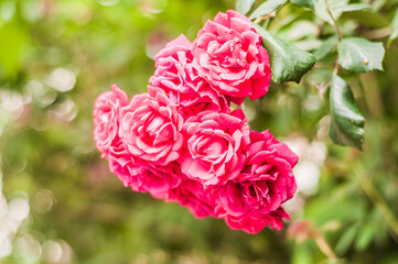 pink roses in garden