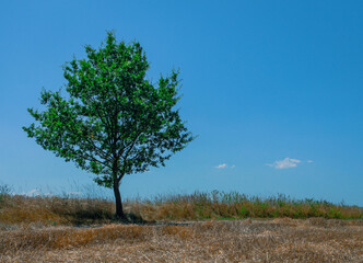 landscape with lone tree in the summer