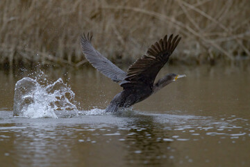 Fototapeta premium Kormoran beim Start