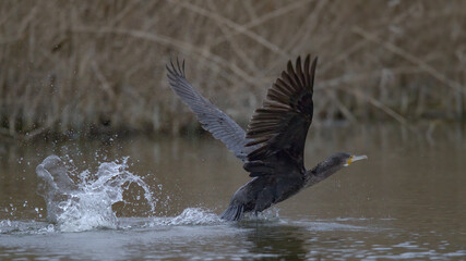 Kormoran beim Start