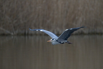 Graureiher im Flug
