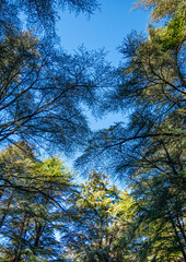 view of the sky through the canopy of trees