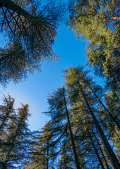 Obraz premium view of the sky through the canopy of trees