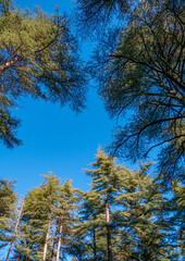 view of the sky through the canopy of trees
