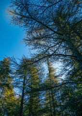 view of the sky through the canopy of trees