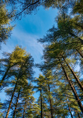 view of the sky through the canopy of trees