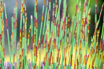 Elegia tectorum - Cape thatch portraits, up close