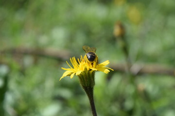 Bee on a yellow Dandelion in the meadow 
