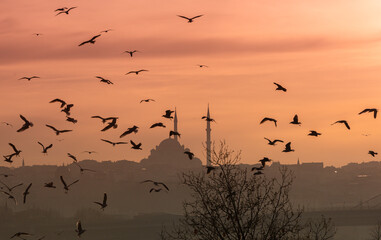 Seagulls against the background of the minarets of the mosque. Istanbul, Turkey.
