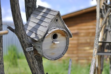 Birdhouse on tree at in summer. A bird house on a thin tree trunk. The house of the bird from the barrel.
