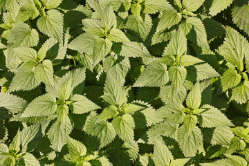 common nettle