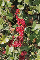 common smilax, ripe berries
