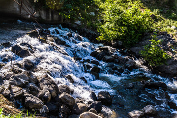 woodland natural environment with green pastures and plants with fir type of trees in summer season