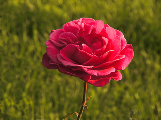 A blooming rose on a green background