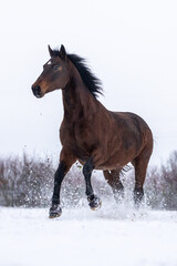 Braunes Pferd hat Spaß im Schnee