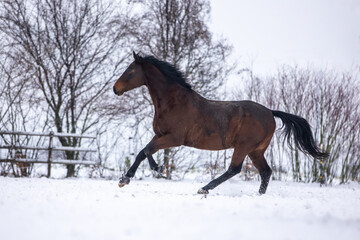 Fototapeta na wymiar Braunes Pferd hat Spaß im Schnee