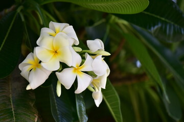 Obraz na płótnie Canvas white and yellow flowers