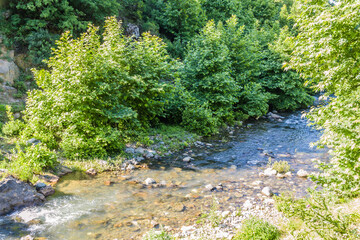 woodland natural environment with green pastures and plants with fir type of trees in summer season