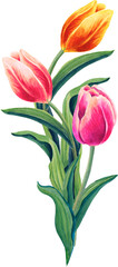 Fototapeta premium Tulip Bouquet.Watercolor floral illustration on the white background. 